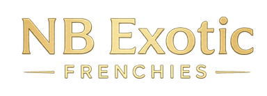 NB Exotic Frenchies