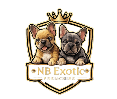 NB Exotic Frenchies