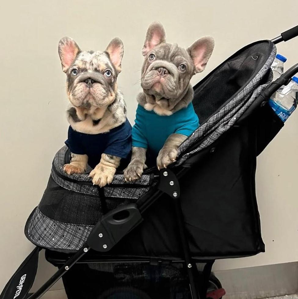 NB Frenchies Family 2